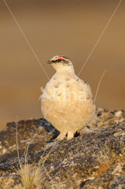 Alpensneeuwhoen (Lagopus muta)