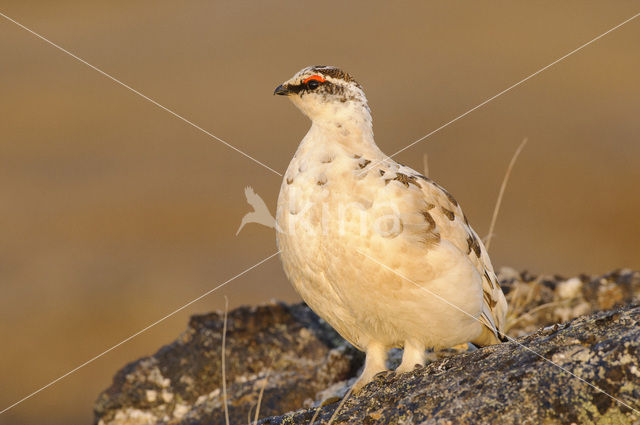 Alpensneeuwhoen (Lagopus muta)