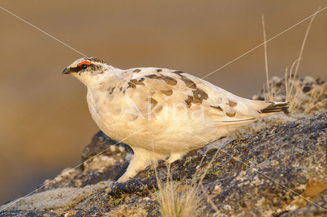 Alpensneeuwhoen (Lagopus muta)