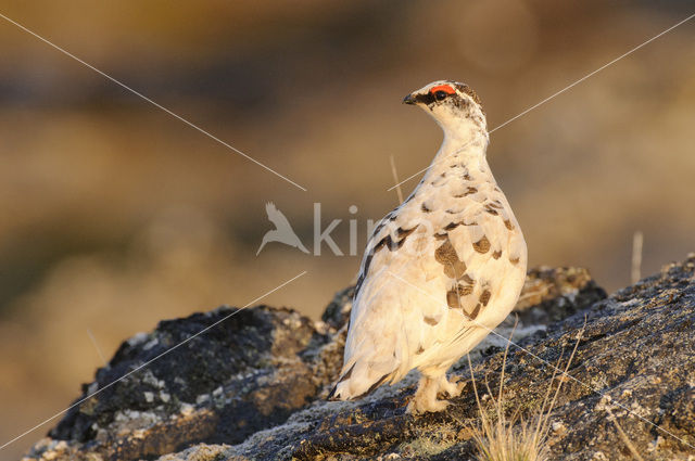 Alpensneeuwhoen (Lagopus muta)