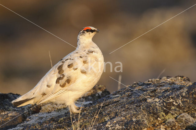 Alpensneeuwhoen (Lagopus muta)