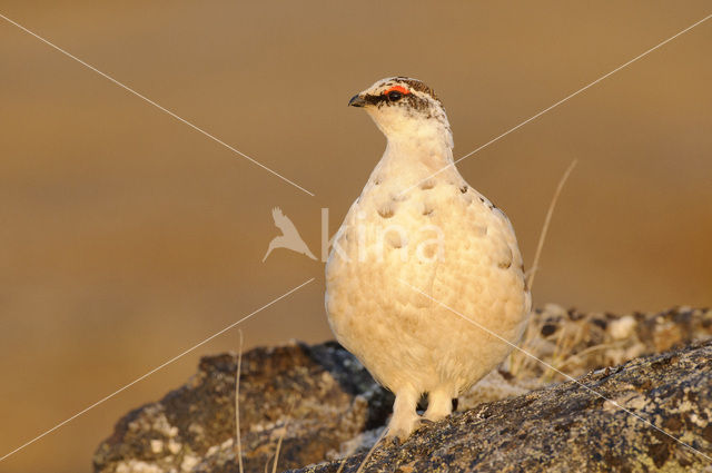 Alpensneeuwhoen (Lagopus muta)