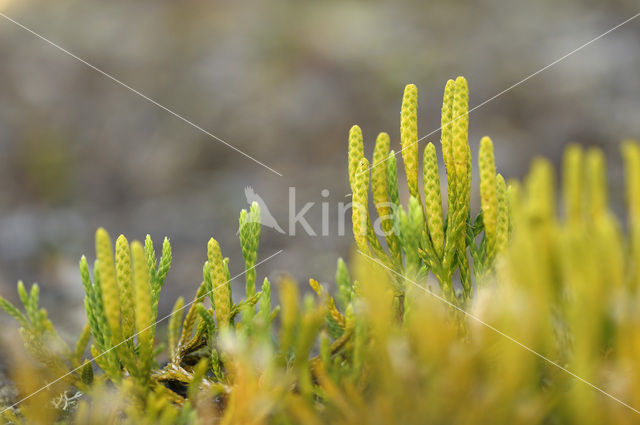 alpine Clubmoss (Lycopodium alpinum)