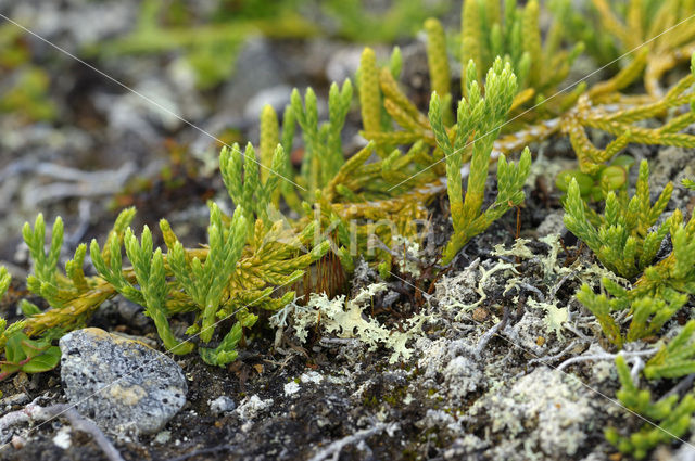 alpine Clubmoss (Lycopodium alpinum)