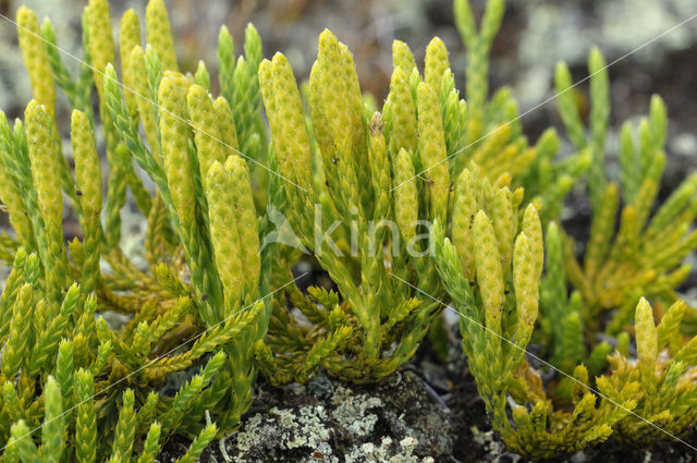 alpine Clubmoss (Lycopodium alpinium)