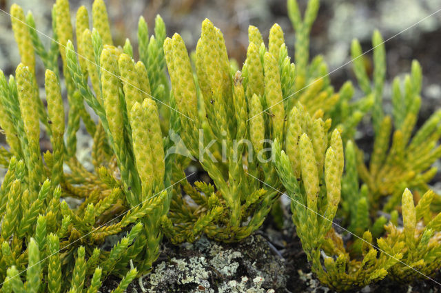 Alpenwolfsklauw (Lycopodium alpinium)