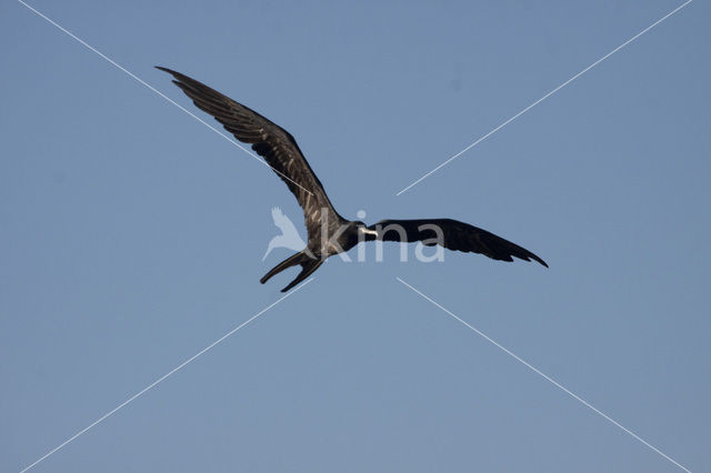 Magnificent frigatebird (Fregata magnificens)