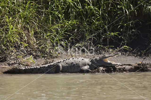 American saltwater crocodile (Crocodylus acutus)