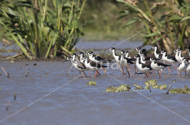 Amerikaanse Steltkluut (Himantopus mexicanus)