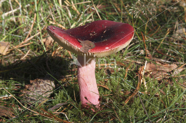 Red-tinted Russula (Russula paludosa)