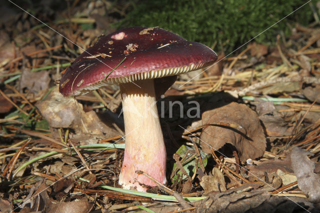 Red-tinted Russula (Russula paludosa)