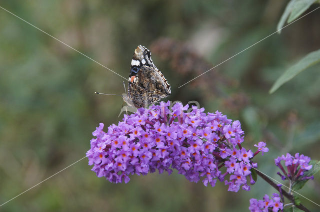 Red Admiral (Vanessa atalanta)