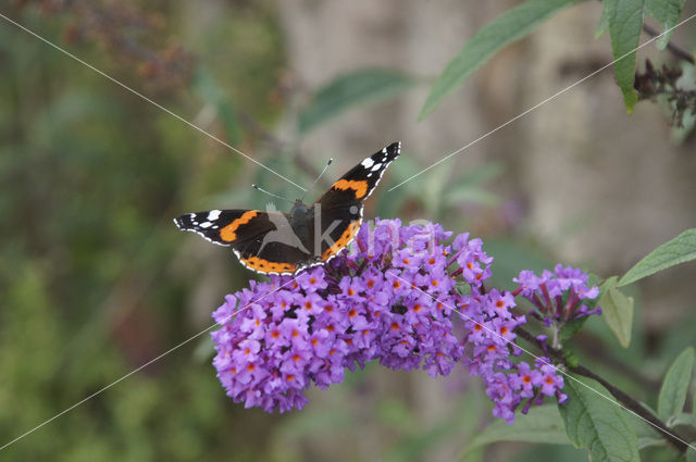 Red Admiral (Vanessa atalanta)