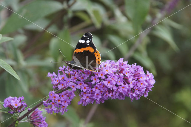 Red Admiral (Vanessa atalanta)