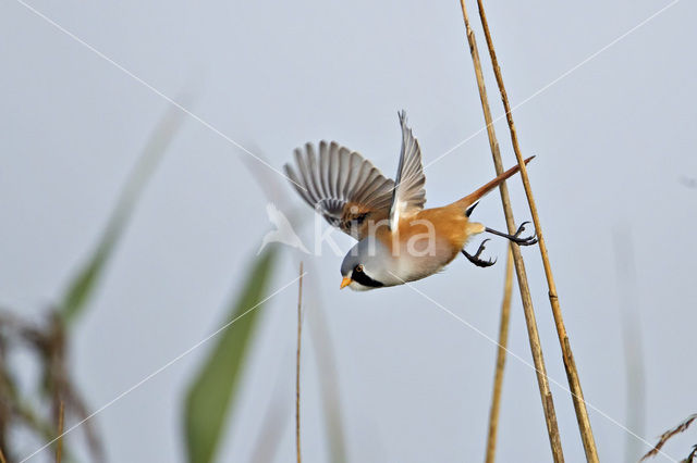 Bearded Reedling (Panurus biarmicus)