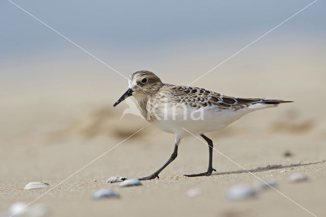 Bairds Strandloper (Calidris bairdii)