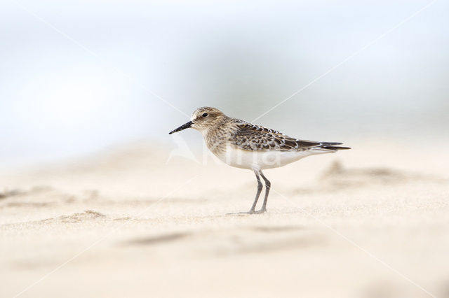 Bairds Strandloper (Calidris bairdii)