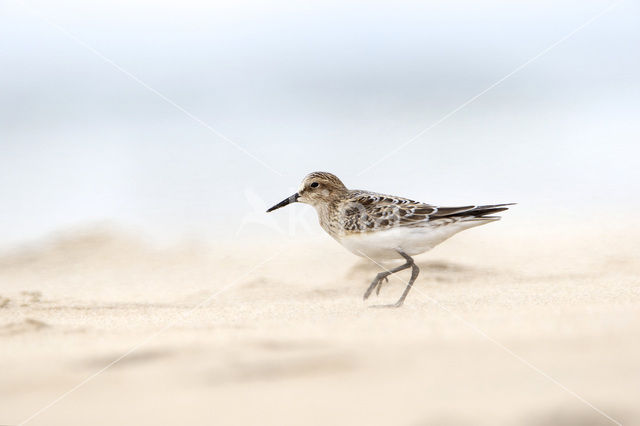 Bairds Strandloper (Calidris bairdii)