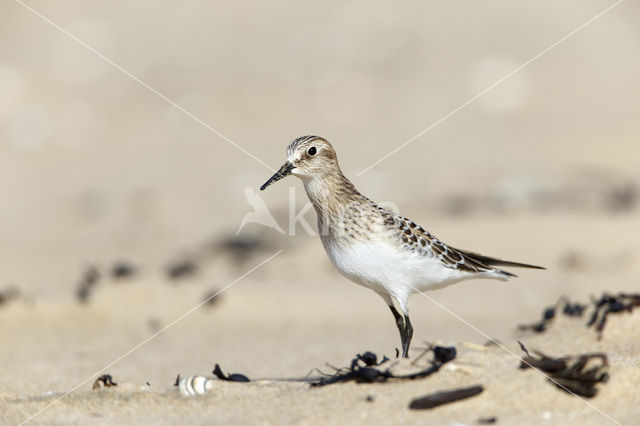 Baird’s Sandpiper (Calidris bairdii)