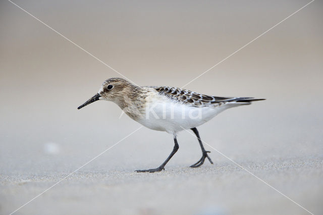 Baird’s Sandpiper (Calidris bairdii)