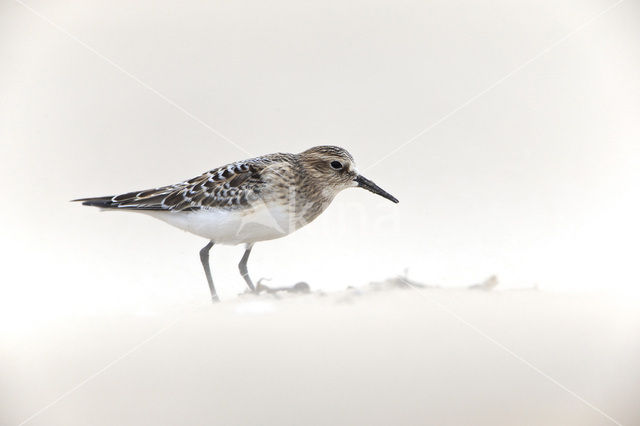 Baird’s Sandpiper (Calidris bairdii)