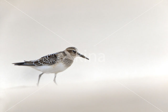 Baird’s Sandpiper (Calidris bairdii)