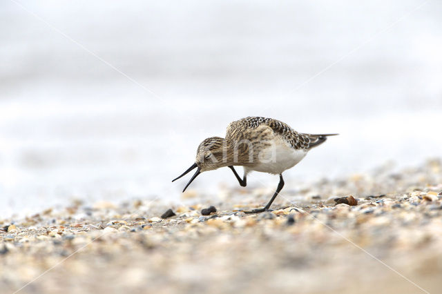 Bairds Strandloper (Calidris bairdii)