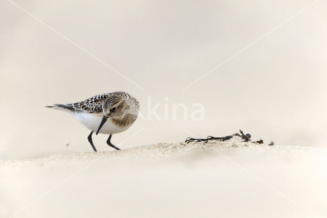 Bairds Strandloper (Calidris bairdii)