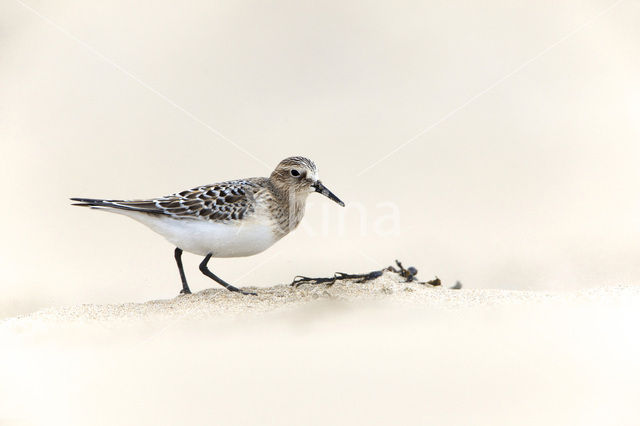 Bairds Strandloper (Calidris bairdii)