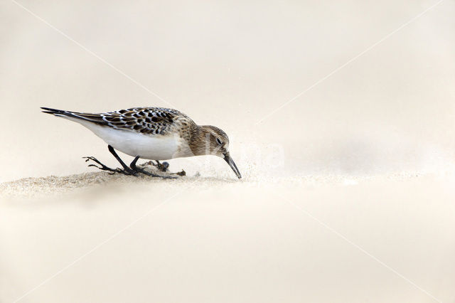 Baird’s Sandpiper (Calidris bairdii)