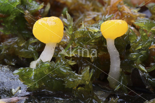 bog beacon (Mitrula paludosa)