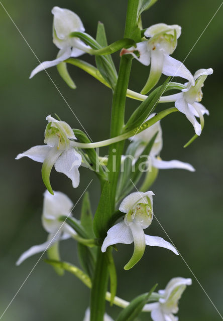 Greater Butterfly-orchid (Platanthera chlorantha)