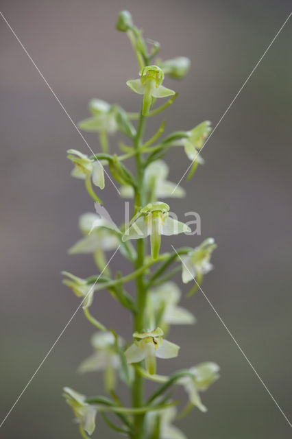 Greater Butterfly-orchid (Platanthera chlorantha)