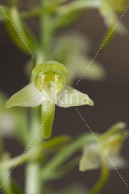 Greater Butterfly-orchid (Platanthera chlorantha)