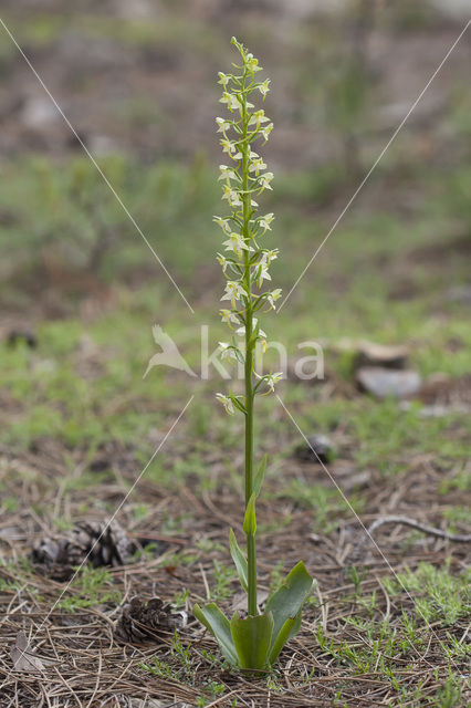 Bergnachtorchis (Platanthera chlorantha)