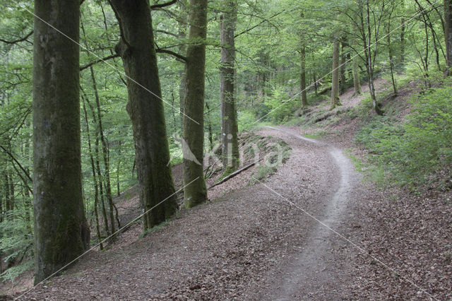 Beuk (Fagus sylvatica)