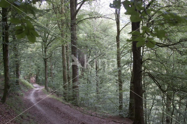 Beuk (Fagus sylvatica)