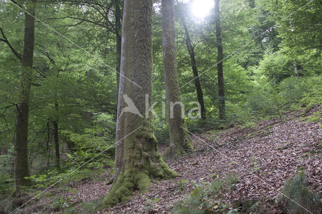 Beech (Fagus sylvatica)