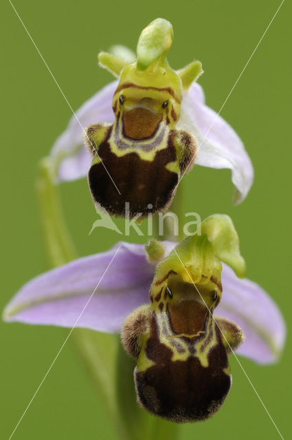 Bee Orchid (Ophrys apifera)