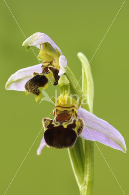 Bee Orchid (Ophrys apifera)