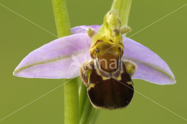 Bee Orchid (Ophrys apifera)