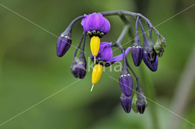 Bitterzoet (Solanum dulcamara)