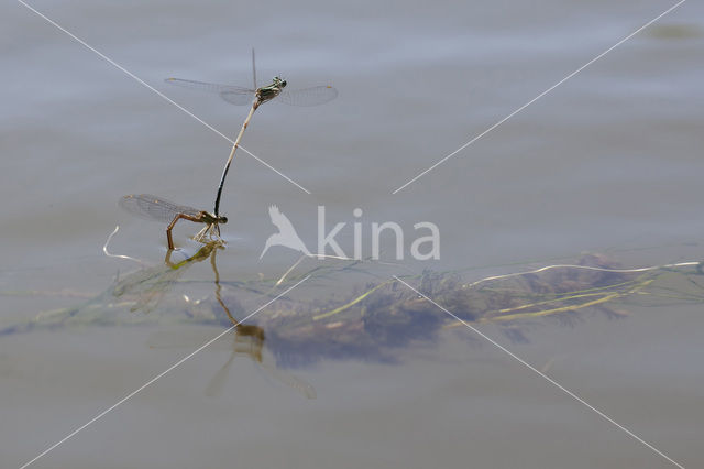 Blauwe breedscheenjuffer (Platycnemis pennipes)