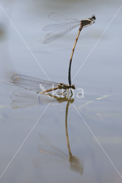 Blauwe breedscheenjuffer (Platycnemis pennipes)