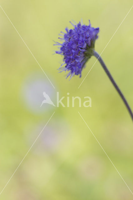 Blauwe knoop (Succisa pratensis)