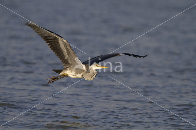 Blauwe Reiger (Ardea cinerea)