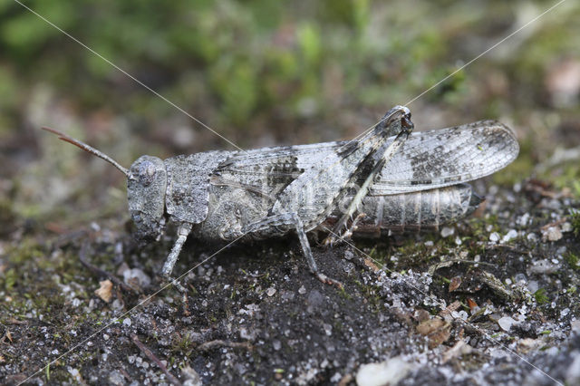 Blauwvleugelsprinkhaan (Oedipoda caerulescens)