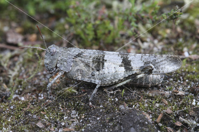 Blauwvleugelsprinkhaan (Oedipoda caerulescens)