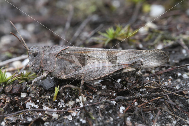 Blauwvleugelsprinkhaan (Oedipoda caerulescens)