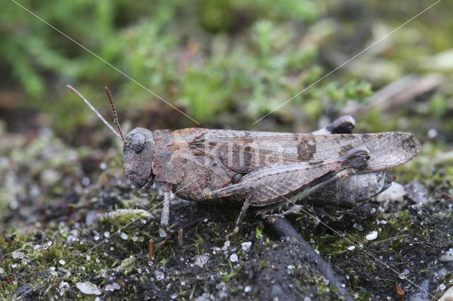 Blauwvleugelsprinkhaan (Oedipoda caerulescens)